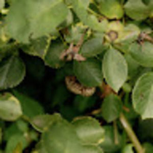 Meet your Posher, Crunchitto